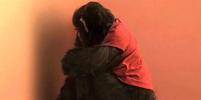 Cine de terror artesanal resiste al capitalismo digital