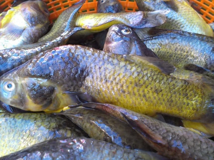 Unibol repoblará el lago Titicaca con peces nativos del altiplano
